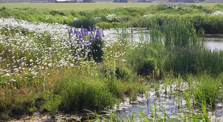 Bungalow i Callantsoog
