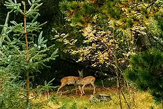 Fritidshus med stråtak för ro och närhet