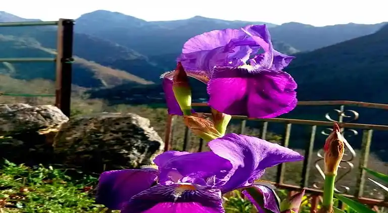 Manor house in Collía