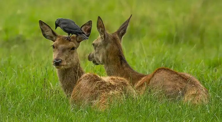 Manor house in Saint-Bonnet-Tronçais