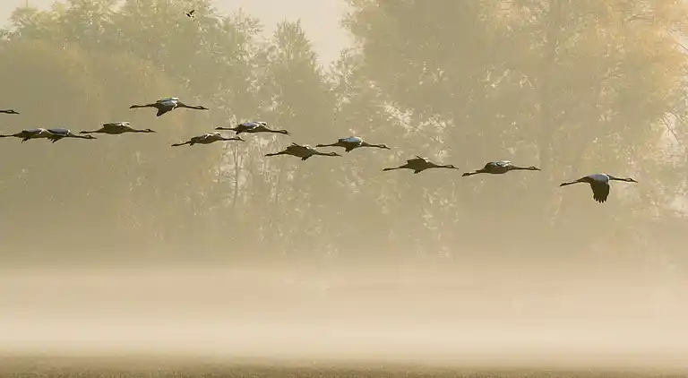 Cottage in Montier-en-Der