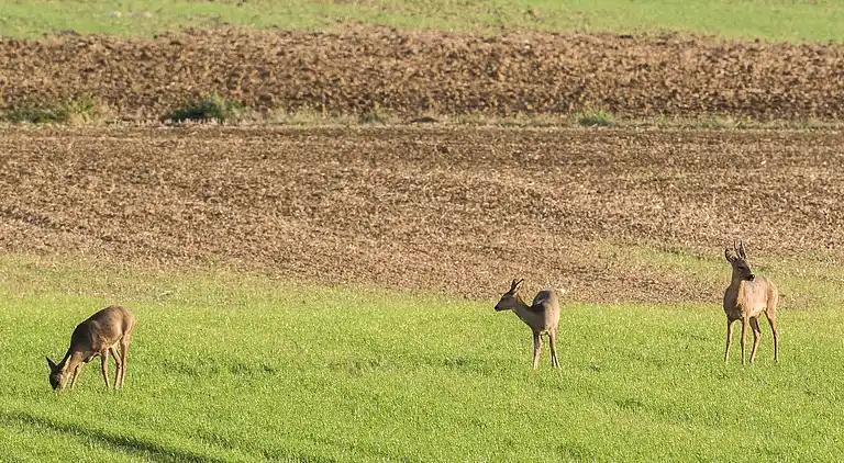 Holiday home in Droyes
