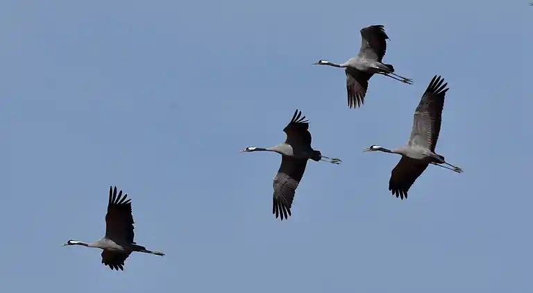 Cottage in Montier-en-Der