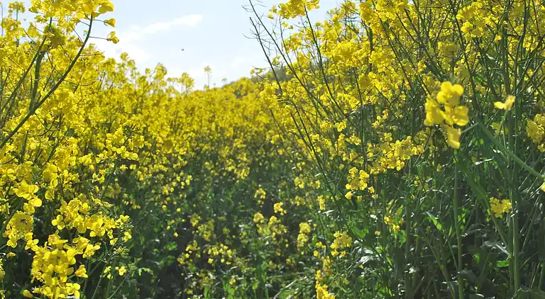 Ferielejlighed i Kröpelin