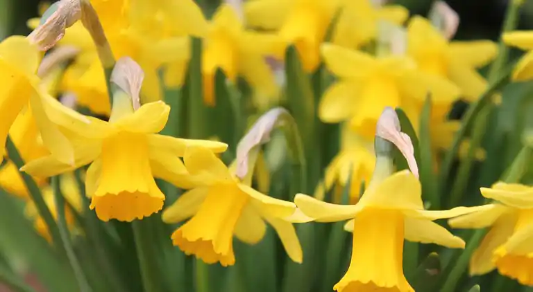 Ferielejlighed i Mechelsdorf