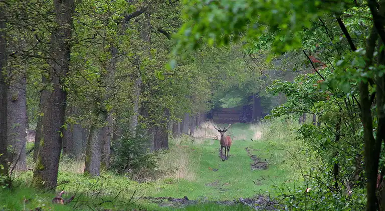 Holiday home in Garderen