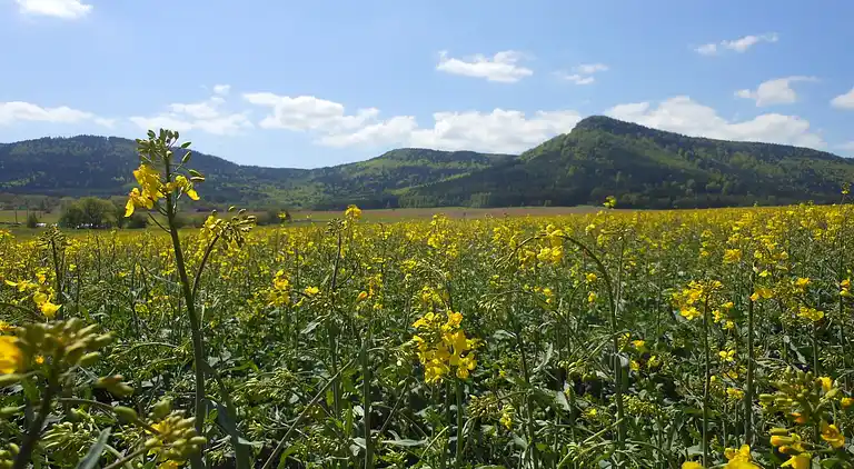 Sommerhus i Božanov