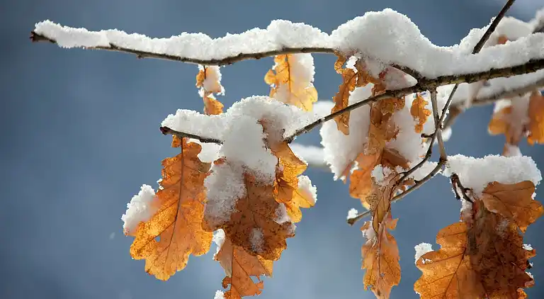 Holiday home in Hollersbach im Pinzgau