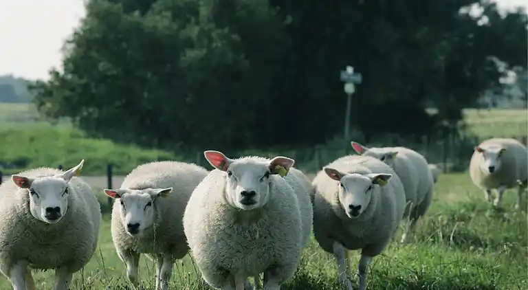 Villa i South Holland