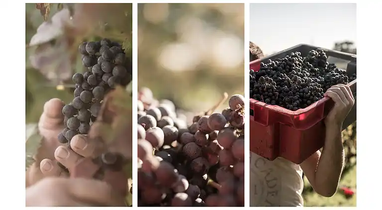 Holiday home in Terricciola