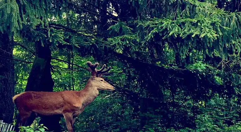 Sommerhus i Reyersviller