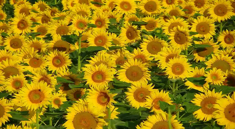 Villa i Saint-Caprais-de-Lerm