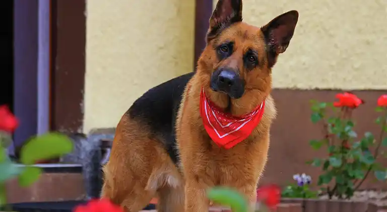 Cottage in Saalbach-Hinterglemm