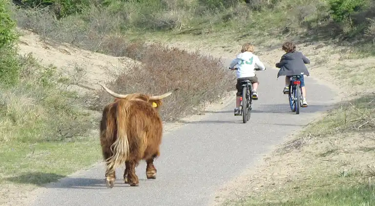 Sommerhus i Zandvoort