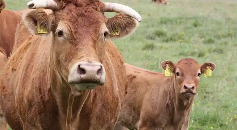Holiday home in IJhorst
