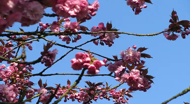 Vakantiehuis in IJhorst