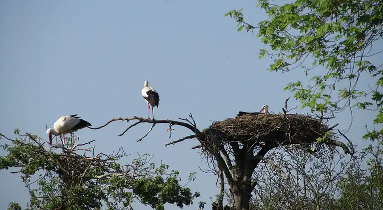Vakantiehuis in IJhorst