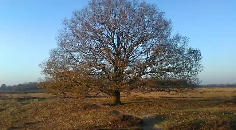 Vakantiehuis in IJhorst