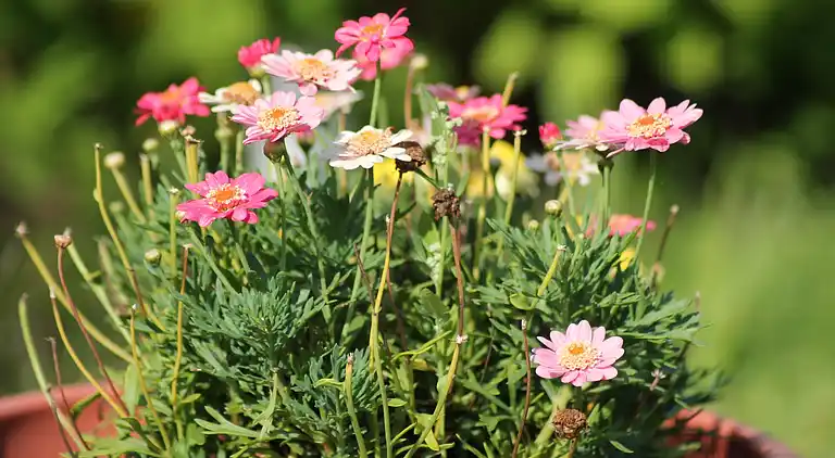 Ferielejlighed i Teschow