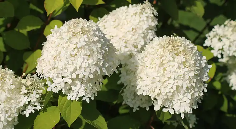 Ferielejlighed i Teschow