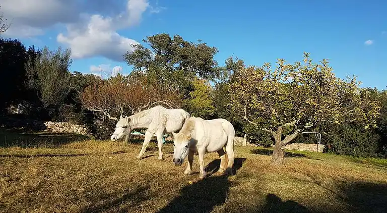 Sommerhus i Porto-Vecchio