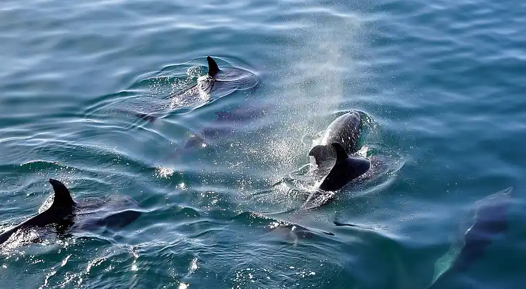 Holiday home in Europe