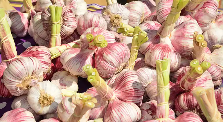 Villa in Lézignan-Corbières