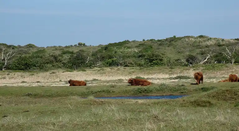 Sommerhus i Zandvoort