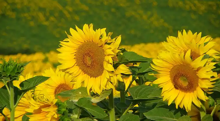 Herregård i Cassagnes