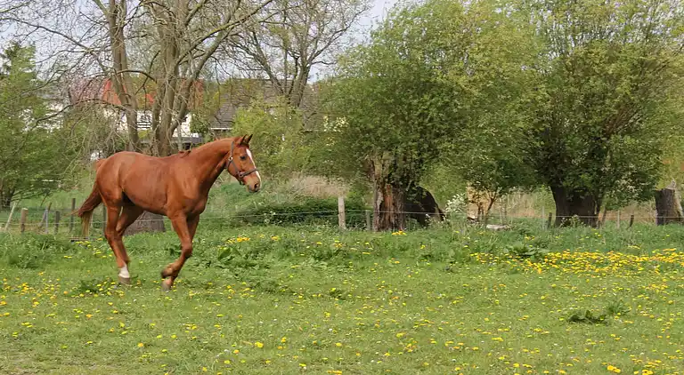 Sommerhus i Jörnstorf
