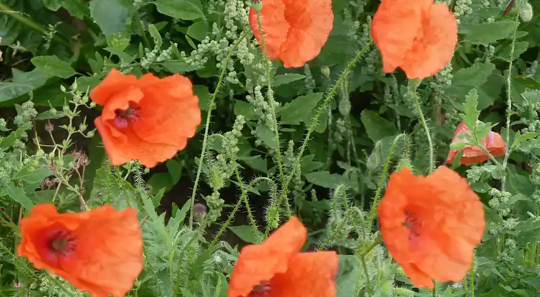 Holiday home in Malchow