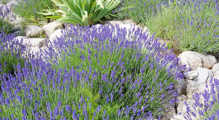 Villa in Languedoc-Roussillon