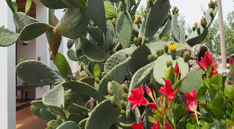 Herregård i Cala Llonga