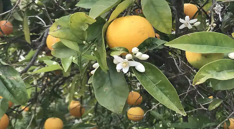 Herregård i Cala Llonga