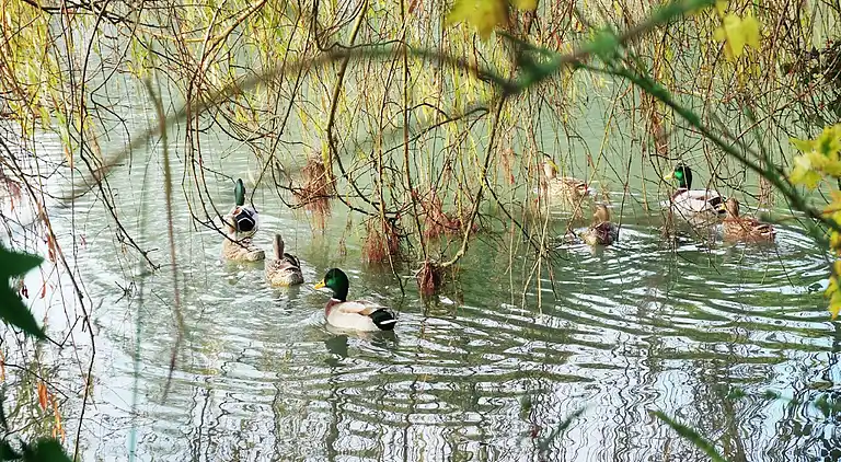 Mobile home in Sainte-Honorine-des-Pertes