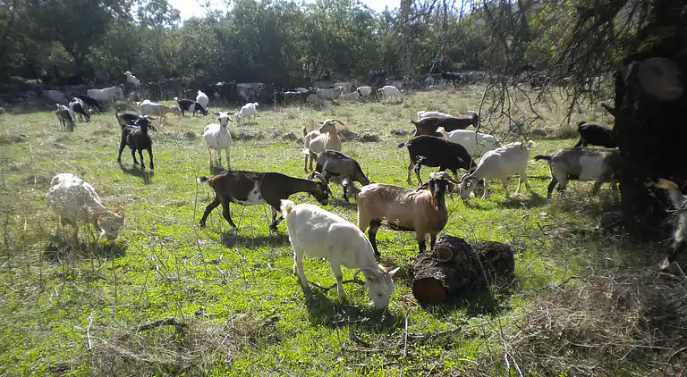 Sommerhus i Τοπική Κοινότητα Πελετών