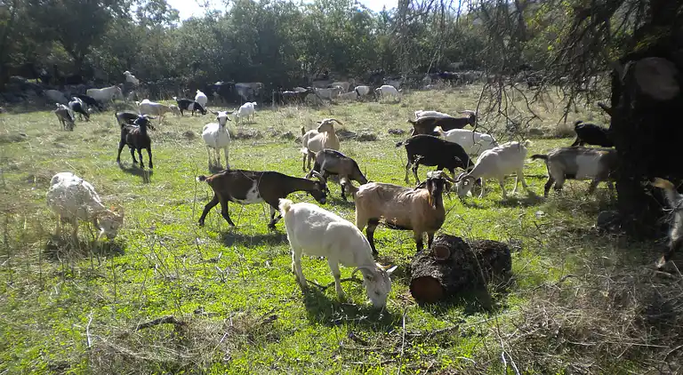 Sommerhus i Τοπική Κοινότητα Πελετών