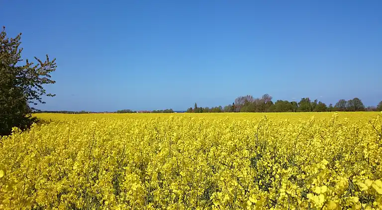 Bungalow i Boiensdorf