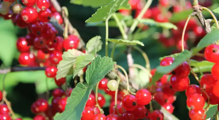 Ferielejlighed i Neu Lüdershagen