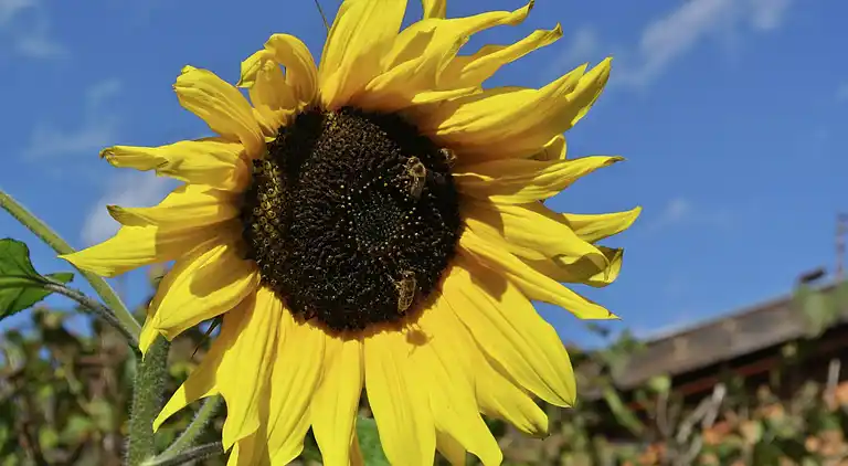 Ferielejlighed i Eggmahd