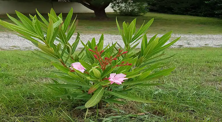 Villa in Languedoc-Roussillon