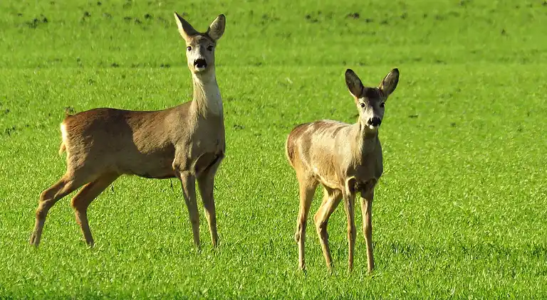 Herregård i La Puisaye