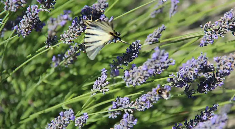 Sommerhus i Malarce-sur-la-Thines