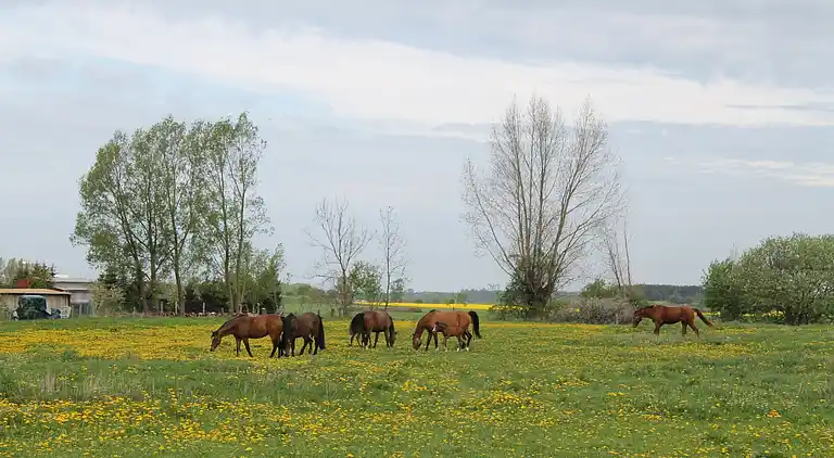 Apartment in Insel Poel