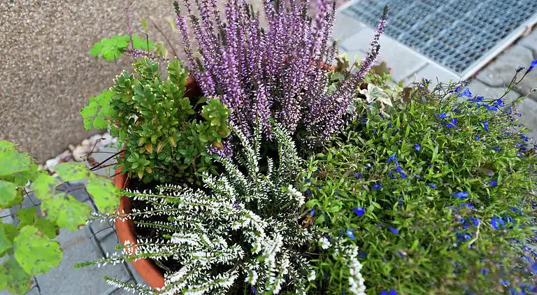 Ferielejlighed i Schwarzenberg