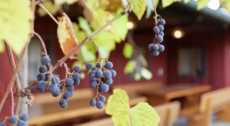 Apartment in Gotteszell