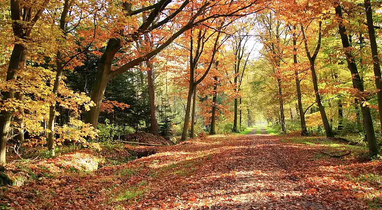 Bondgård i Nieuwleusen