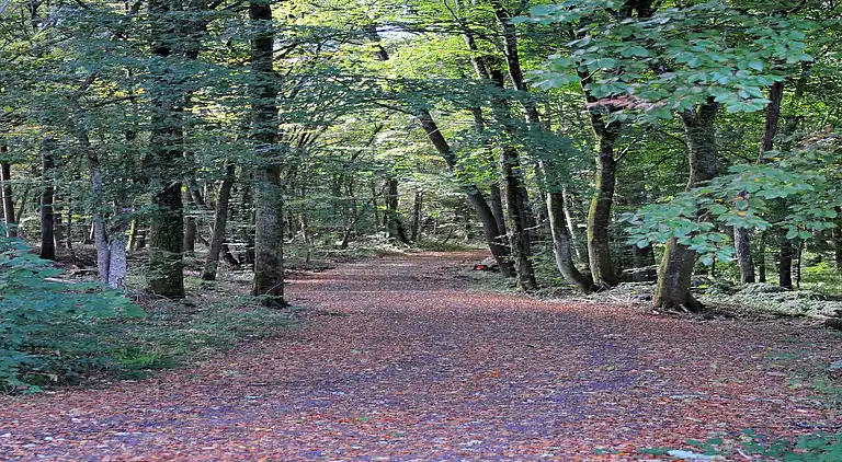 Hytte i Ferienhausgebiet Hillenseifen