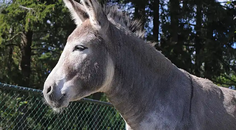 Hytte i Ferienhausgebiet Hillenseifen