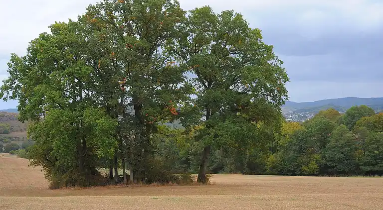 Hytte i Ferienhausgebiet Hillenseifen